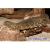 Шипоxвост Гейра WC(с)  Uromastix geyri