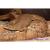 Шипоxвост Гейра WC(с)  Uromastix geyri