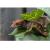 Геккон новокаледонский реснитчатый цветной СВ  Correlophus (Rhacodactylus) ciliatus