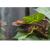 Геккон новокаледонский реснитчатый цветной СВ  Correlophus (Rhacodactylus) ciliatus