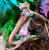 Геккон новокаледонский реснитчатый  Correlophus (Rhacodactylus) ciliatus