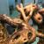 Геккон новокаледонский реснитчатый  Correlophus (Rhacodactylus) ciliatus