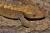 Геккон новокаледонский реснитчатый  Correlophus (Rhacodactylus) ciliatus