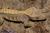 Геккон новокаледонский реснитчатый  Correlophus (Rhacodactylus) ciliatus