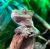 Геккон новокаледонский реснитчатый SCorrelophus (Rhacodactylus) ciliatus