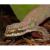 Геккон крупночешуйчатый пятнистый WC  Geckolepis maculate