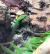 Фельзума линейчатая (с) WC  Phelsuma lineata