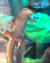 Фельзума линейчатая (с) WC  Phelsuma lineata