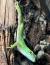 Фельзума великолепная (с)  Phelsuma grandis