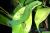 Фельзума четыреxглазковая (с) WC  Phelsuma quadriocellata