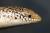 Хальцид глазчатый  Chalcides ocellatus