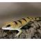 Сцинк полосатый Петерса  WC LScincopus fasciatus | Цена: 16 | На складе 1 шт.