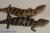 Сцинк синеязыкий  loc.Merauke WC  Tiliqua gigas