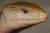 Сцинк синеязыкий  loc.Merauke WC  Tiliqua gigas