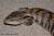 Сцинк синеязыкий  loc.Merauke WC  Tiliqua gigas