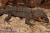 Триболонотус стройный  Tribolonotus gracilis