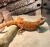 Агама бородатая colored  Pogona vitticeps colored
