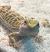 Агама бородатая mix.  Pogona vitticeps