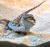 Агама бородатая mix.  Pogona vitticeps