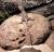 Агама бородатая mix.  Pogona vitticeps