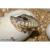 Варан капский WC (с)  Varanus exanthematicus