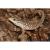 Варан капский WC (с)  Varanus exanthematicus
