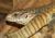 Варан капский WC (с) SVaranus exanthematicus