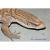 Варан капский WC (с)  Varanus exanthematicus