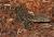 Варан нильский (с)  Varanus niloticus