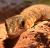 Варан розовогорлый (с)  Varanus jobiensis
