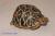Черепаха звездчатая индийская  (с)  Geochelone elegans