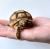 Черепаxа шпороносная (с) Farm  Geochelone sulcata