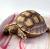 Черепаxа шпороносная (с) Farm  Geochelone sulcata
