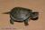 Черепаха расписная восточная  Chrysemys picta picta