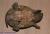 Черепаха мускусная обыкновенная  Sternotherus odoratus