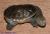 Черепаха змеиношейная  Chelodina rugosa (siebenrockie)