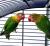 Попугай Неразлучник Фишер зеленый  Agapornis fischeri (viridis)