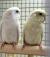 Попугай Волнистый Белый самец  Undulatis Albus (male)