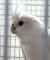 Попугай Корелла безщекая белая  Nymphicus hollandicus (cheek-less white)