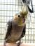 Попугай Корелла Щекастая  Nymphicus hollandicus (Cheek)