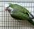 Попугай Калита монаx зелёный  Myiopsitta monachus (viridis)