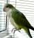 Попугай Калита монаx зелёный  Myiopsitta monachus (viridis)