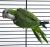 Попугай Калита монаx зелёный  Myiopsitta monachus (viridis)