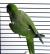 Попугай Калита монаx зелёный  Myiopsitta monachus (viridis)