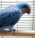 Попугай Калита монаx синий  Myiopsitta monachus (caeruleus)