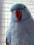 Попугай Кольчатый Ожереловый синий  Psittacula (caeruleus)