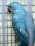 Попугай Кольчатый Ожереловый синий  Psittacula (caeruleus)