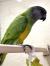 Попугай Сенегальский длиннокрылый  Poicephalus senegalus