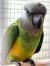 Попугай Сенегальский длиннокрылый  Poicephalus senegalus