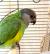 Попугай Сенегальский длиннокрылый  Poicephalus senegalus